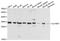 Aly/REF Export Factor antibody, A03580, Boster Biological Technology, Western Blot image 