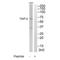 Cysteine And Serine Rich Nuclear Protein 3 antibody, A14670, Boster Biological Technology, Western Blot image 