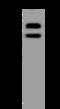NEDD4 Binding Protein 3 antibody, 206916-T40, Sino Biological, Western Blot image 