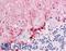 Fatty Acid Binding Protein 7 antibody, LS-B6684, Lifespan Biosciences, Immunohistochemistry frozen image 