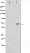 GATA Binding Protein 1 antibody, abx010831, Abbexa, Western Blot image 