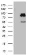 SEC14-like protein 1 antibody, NBP2-45729, Novus Biologicals, Western Blot image 