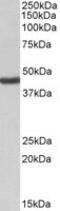 ATP-sensitive inward rectifier potassium channel 1 antibody, MBS422048, MyBioSource, Western Blot image 