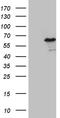 NFKB Inhibitor Epsilon antibody, CF810661, Origene, Western Blot image 