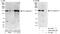 Phospholipase C-gamma-1 antibody, A302-940A, Bethyl Labs, Western Blot image 