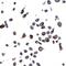 CD326 / EpCAM antibody, A700-100, Bethyl Labs, Immunocytochemistry image 