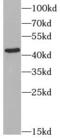C-C Motif Chemokine Receptor 7 antibody, FNab01392, FineTest, Western Blot image 