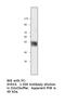 Potassium Voltage-Gated Channel Subfamily J Member 5 antibody, MBS540656, MyBioSource, Western Blot image 