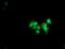 Ankyrin Repeat Domain 53 antibody, MA5-25469, Invitrogen Antibodies, Immunocytochemistry image 