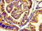 5-Hydroxytryptamine Receptor 7 antibody, LS-C669639, Lifespan Biosciences, Immunohistochemistry paraffin image 