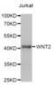 Wnt Family Member 2 antibody, abx004501, Abbexa, Western Blot image 
