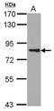 Protein kinase C epsilon type antibody, NBP2-19848, Novus Biologicals, Western Blot image 