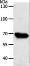ATP Binding Cassette Subfamily G Member 1 antibody, LS-C402590, Lifespan Biosciences, Western Blot image 