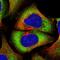Poly(A) Binding Protein Cytoplasmic 4 antibody, NBP2-13722, Novus Biologicals, Immunocytochemistry image 