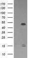 High affinity immunoglobulin gamma Fc receptor I antibody, LS-C174755, Lifespan Biosciences, Western Blot image 