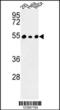 Protein Phosphatase 1 Regulatory Subunit 36 antibody, 63-729, ProSci, Western Blot image 