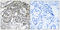 Peroxisomal membrane protein 2 antibody, LS-C120202, Lifespan Biosciences, Immunohistochemistry frozen image 