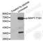 Microtubule Associated Protein Tau antibody, AP0399, ABclonal Technology, Western Blot image 
