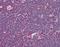 Interleukin 31 antibody, orb86772, Biorbyt, Immunohistochemistry paraffin image 