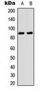 Neurotrophic Receptor Tyrosine Kinase 1 antibody, LS-C368452, Lifespan Biosciences, Western Blot image 