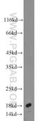 hAG-2 antibody, 12275-1-AP, Proteintech Group, Western Blot image 