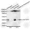 Jun Proto-Oncogene, AP-1 Transcription Factor Subunit antibody, AP0050, ABclonal Technology, Western Blot image 