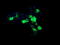 Cytidine/Uridine Monophosphate Kinase 1 antibody, M07962, Boster Biological Technology, Immunofluorescence image 