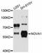 NOVA Alternative Splicing Regulator 1 antibody, abx126264, Abbexa, Western Blot image 