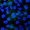 Aquaporin 3 (Gill Blood Group) antibody, PA1488, Boster Biological Technology, Immunofluorescence image 