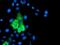 Arachidonate 15-Lipoxygenase antibody, NBP2-01740, Novus Biologicals, Immunofluorescence image 