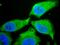 Superoxide Dismutase 3 antibody, orb107266, Biorbyt, Immunofluorescence image 