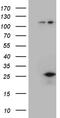 GM-CSF antibody, CF810833, Origene, Western Blot image 
