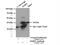 Immunoglobulin Binding Protein 1 antibody, 14952-1-AP, Proteintech Group, Immunoprecipitation image 