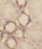 Glutaminase antibody, FNab04520, FineTest, Immunohistochemistry frozen image 