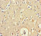 Brain Expressed X-Linked 5 antibody, LS-C395446, Lifespan Biosciences, Immunohistochemistry paraffin image 