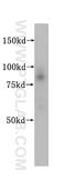 FACT antibody, 15696-1-AP, Proteintech Group, Western Blot image 