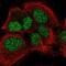 Bordetella pertussis antibody, NBP1-84159, Novus Biologicals, Immunofluorescence image 