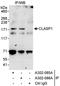 Cytoplasmic Linker Associated Protein 1 antibody, A302-085A, Bethyl Labs, Immunoprecipitation image 