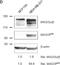 Membrane Associated Guanylate Kinase, WW And PDZ Domain Containing 3 antibody, NBP2-17210, Novus Biologicals, Western Blot image 