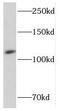 Protocadherin-1 antibody, FNab06194, FineTest, Western Blot image 