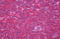 Cytoplasmic protein NCK1 antibody, MBS245590, MyBioSource, Immunohistochemistry frozen image 