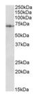Protein Disulfide Isomerase Family A Member 2 antibody, orb125162, Biorbyt, Western Blot image 