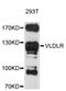 Very Low Density Lipoprotein Receptor antibody, abx127080, Abbexa, Western Blot image 