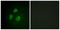 Potassium Voltage-Gated Channel Subfamily B Member 1 antibody, LS-C199182, Lifespan Biosciences, Immunofluorescence image 