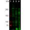 Laminin Subunit Alpha 1 antibody, M04965, Boster Biological Technology, Western Blot image 