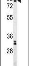 Gametogenetin Binding Protein 2 antibody, PA5-25284, Invitrogen Antibodies, Western Blot image 