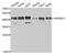Heterogeneous nuclear ribonucleoprotein D0 antibody, MBS2518842, MyBioSource, Western Blot image 