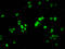 Histone Cluster 1 H1 Family Member E antibody, LS-C670380, Lifespan Biosciences, Immunofluorescence image 
