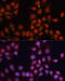 Cyclin Dependent Kinase 11B antibody, 15-683, ProSci, Immunofluorescence image 