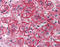 Neutral amino acid transporter A antibody, TA317312, Origene, Immunohistochemistry paraffin image 